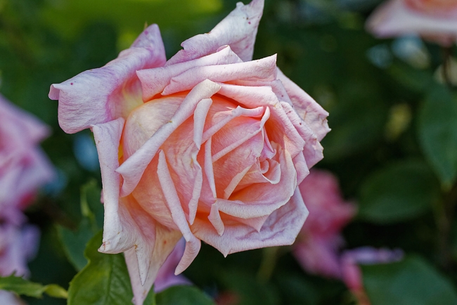 Jardin Botanique de la Bastide-011